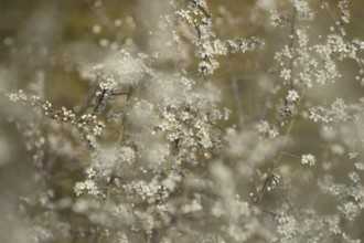 Blackthorn or Sloe (Prunus spinosa) plants bush blossom flowers in a hedgerow in spring, Suffolk,