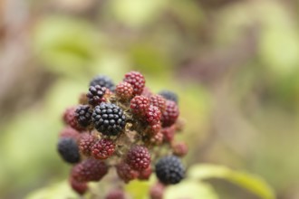 Bramble (Rubus fruticosus) plant fruit blackberries in summer, Suffolk, England, United Kingdom