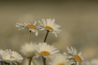 Oxeye daisy (Leucanthemum vulgare) plant wildflower flowers in a meadow in summer, Suffolk,