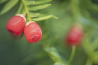 English or European yew tree (Taxus baccata) red berries in autumn, Suffolk, England, United