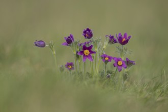 Pasqueflower (Pulsatilla vulgaris) wild plant flowers in grassland in spring, Cambridgeshire,