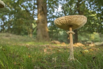 Parasol mushroom (Macrolepiota procera) in woodland in autumn, Suffolk, England, United Kingdom