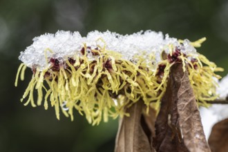 Witch hazel (Hamamelis mollis Pallida), Emsland, Lower Saxony, Germany