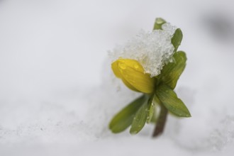 Winter aconite (Eranthis hyemalis), Emsland, Lower Saxony, Germany