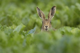 European brown hare (Lepus europaeus) adult animal in a sugar beet crop in a farmland field in