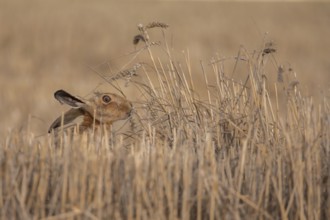 European brown hare (Lepus europaeus) adult animal feeding on a wheat sheath in a farmland stubble