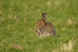 Mountain hare (Lepus timidus) adult animal in its summer coat in a upland grass meadow, Scotland,