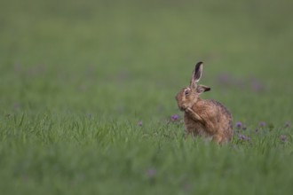 European brown hare (Lepus europaeus) adult animal in a farmland cereal crop field in spring,