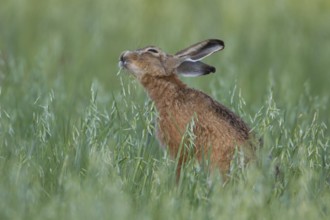 European brown hare (Lepus europaeus) adult animal feeding in a farmland oat cereal field in