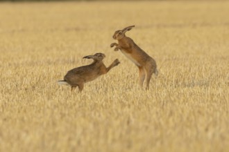 European brown hare (Lepus europaeus) two adult animals hares boxing fighting in a farmland stubble
