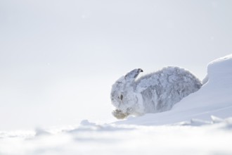 Mountain hare (Lepus timidus) adult animal in its white coat in snow on a mountain in winter,