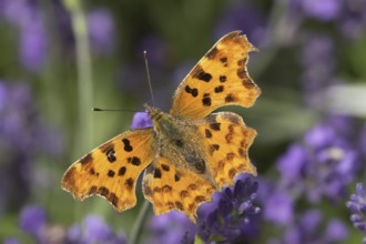 Comma butterfly (Polygonia c-album) adult insect feeding on garden Lavender flowers in summer,