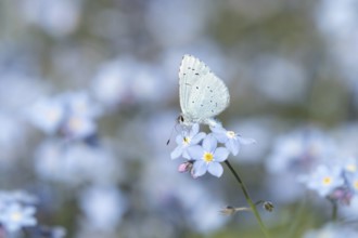 Holly blue butterfly (Celastrina argiolus) adult insect feeding on garden Forget-me-not flowers in