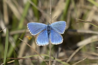 Adonis blue butterfly (Polyommatus bellargus) adult male insect resting on a grass leaf in spring,