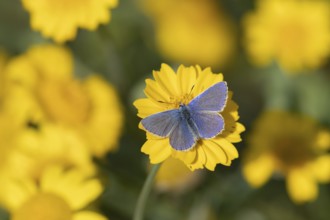 Common blue butterfly (Polyommatus icarus) adult insect male feeding on a Corn marigold flower in