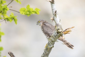 Sparrowhawk (Accipiter nisus) Germany