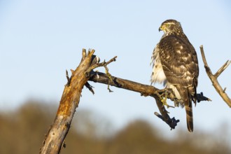 Goshawk (Accipiter gentilis) juv Germany