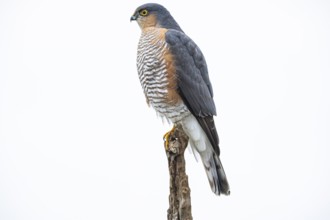 Sparrowhawk (Accipiter nisus) Terzel Germany