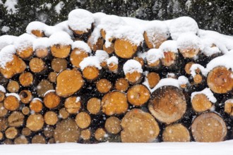 Tree trunks cut and wrapped under the snow, La Mauricie region, Quebec province, Canada