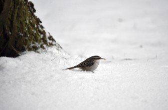 Treecreeper, (Certhia) in the snow, winter, Schleswig-Holstein, Germany