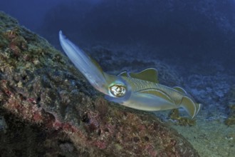 Underwater photo Close-up of large-fin reef squid (Sepioteuthis lessoniana) Squid Cephalopod squid