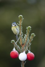Blue tit (Cyanistes caeruleus) adult garden bird on a Christmas spruce tree in winter, England,