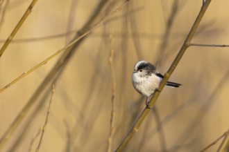 Long tailed tit (Aegithalos caudatus) adult garden bird on a tree branch in winter, Suffolk,