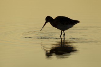 Black tailed godwit (Limosa limosa) adult wader bird feeding in a shallow lagoon silhouette at