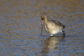 Black tailed godwit (Limosa limosa) adult wader bird in winter plumage feeding in a shallow lagoon,
