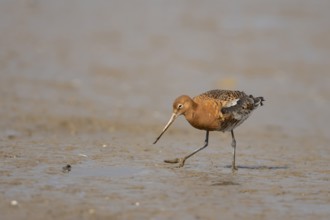 Black tailed godwit (Limosa limosa) adult male wader bird in summer plumage on a mudflat, Norfolk,