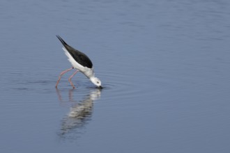 Black winged stilt (Himantopus himantopus) adult wader bird feeding in a shallow a lagoon, RSPB