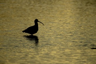 Eurasian curlew (Numenius arquata) adult bird feeding in a coastal lagoon silhouette at sunset,