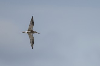 Bar tailed godwit (Limosa lapponica) adult wading bird in winter plumage in flight, RSPB Titchwell