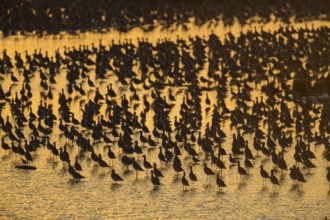 Black tailed godwit (Limosa limosa) adult wading birds flocked together at hide tide in a shallow