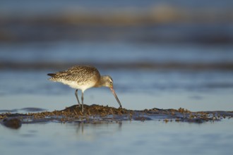 Bar tailed godwit (Limosa lapponica) adult wading bird in winter plumage feeding on a shoreline,