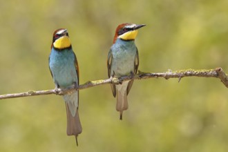 European bee-eater (Merops apiaster) two animals sitting on a branch covered with green lichen,