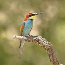 European bee-eater (Merops apiaster) sitting on an old branch with an insect as prey, Lake