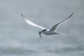 Sandwich tern (Thalasseus sandvicensis) adult bird in flight with a fish in its beak in summer,