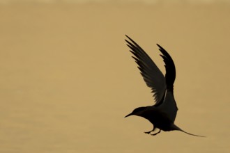Common tern (Sterna hirundo) adult bird in flight silhouette at sunset, RSPB Minsmere nature