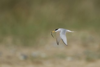 Little tern (Sternula albifrons) adult bird in flight carrying a fish in it's beak in summer,
