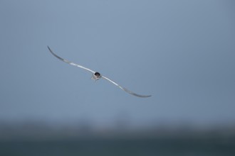 Common tern (Sterna hirundo) adult bird in flight with a fish for food in its beak in summer,