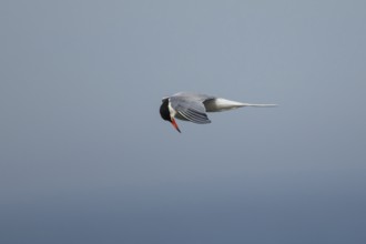 Common tern (Sterna hirundo) adult bird hovering in flight in summer, RSPB Minsmere nature reserve,