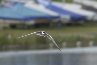 Common tern (Sterna hirundo) adult bird in flight over a lake, Suffolk, England, United Kingdom