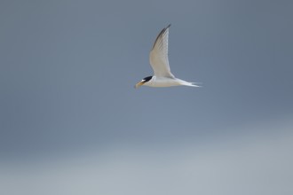 Little tern (Sternula albifrons) adult bird in flight in summer, Norfolk, England, United Kingdom