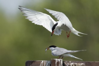 Common tern (Sterna hirundo) two adult birds with one passing a fish to the other during their
