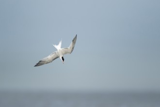 Common tern (Sterna hirundo) adult bird diving down in flight in summer, RSPB Minsmere nature