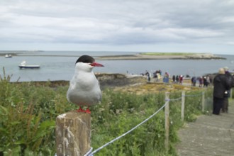 Arctic tern (Sterna paradisaea) adult bird perched on a fence post next to a footpath with people