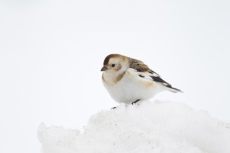 Snow bunting (Plectrophenax nivalis) adult bird on snow in winter, Scotland, United Kingdom