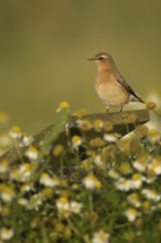 Northern wheatear (Oenanthe oenanthe) adult bird perched on a post, RSPB Havergate island nature