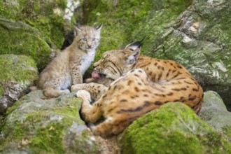 Eurasian lynx (Lynx lynx) mother with her youngsters (cubs) lying on a rock in a forest, Bavaria,